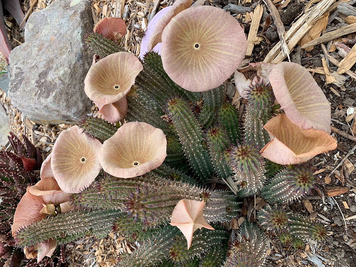 Hoodia